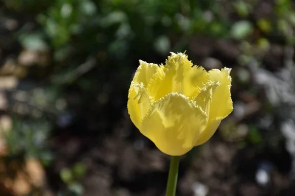 Hermosas Flores Que Crecen Jardín Día Soleado — Foto de Stock