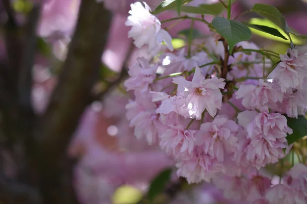 Beautiful Flowers Growing Garden Sunny Day — Stock Photo, Image