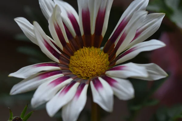 Belas Flores Crescendo Jardim Verão Dia Ensolarado — Fotografia de Stock