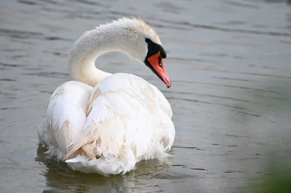 Hermoso Cisne Nadando Superficie Del Lago Día Verano —  Fotos de Stock