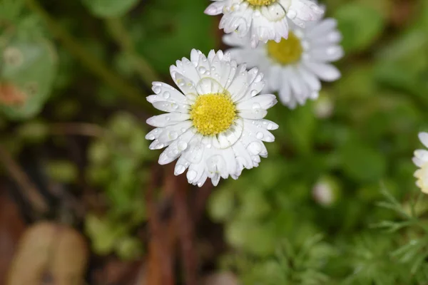 Flores Bonitas Que Crescem Jardim Dia Ensolarado — Fotografia de Stock