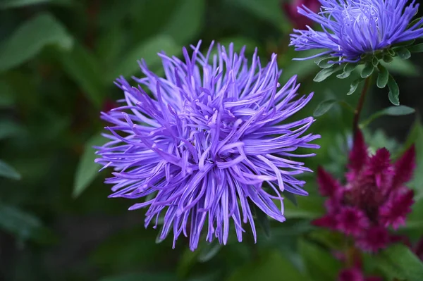 Mooie Bloemen Groeien Tuin Zomer Zonnige Dag — Stockfoto