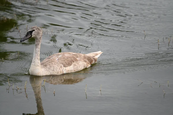 Hermoso Cisne Nadando Superficie Del Lago Día Verano —  Fotos de Stock