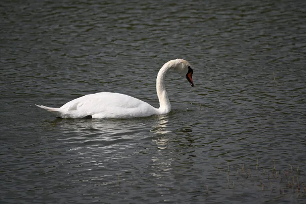 Belo Cisne Nadando Superfície Água Lago Dia Verão — Fotografia de Stock