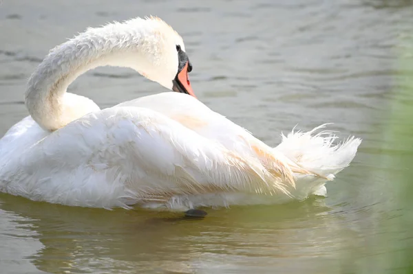 Yaz Günü Göl Suyunda Yüzen Güzel Bir Kuğu — Stok fotoğraf