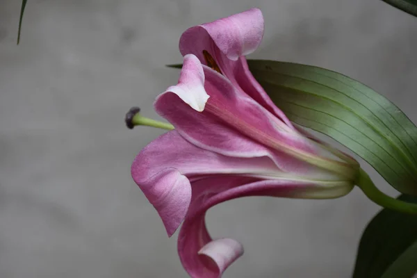 Mooie Bloemen Groeien Tuin Zomer Zonnige Dag — Stockfoto