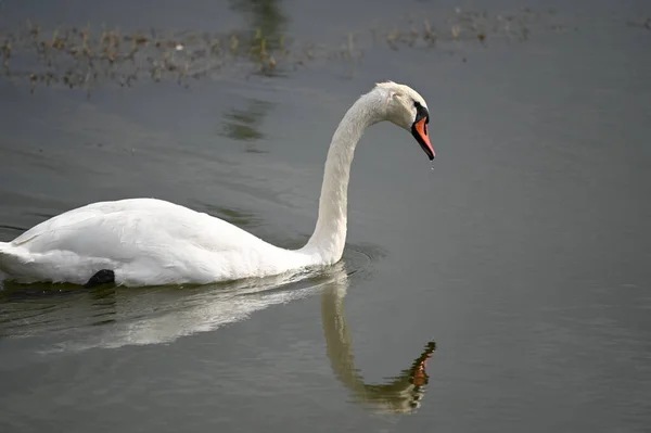 Belo Cisne Nadando Superfície Água Lago Dia Verão — Fotografia de Stock