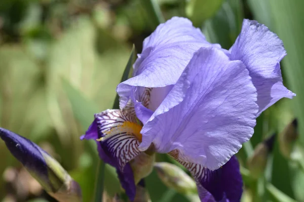 Belles Fleurs Poussant Dans Jardin Soleil Jour — Photo