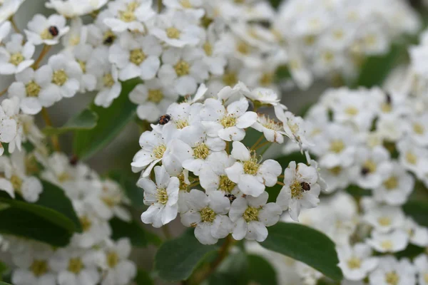 Belles Fleurs Poussant Dans Jardin Soleil Jour — Photo