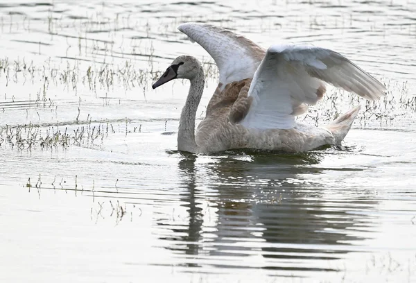 夏の日に湖の水面を泳ぐ白鳥 — ストック写真