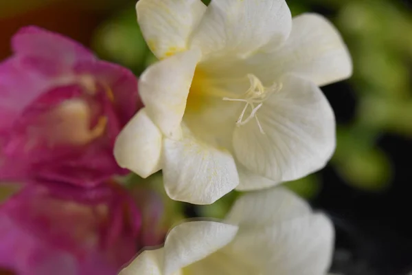 Mooie Bloemen Groeien Tuin Zonnige Dag — Stockfoto