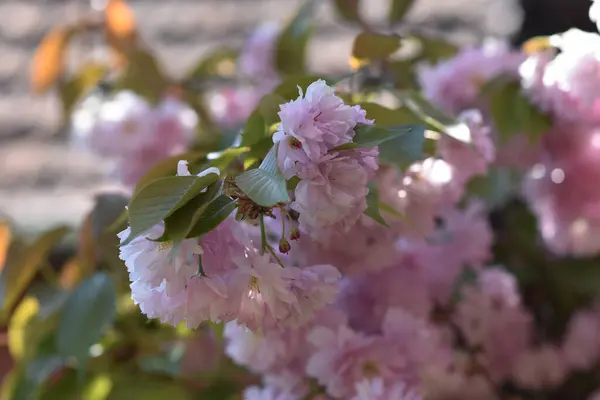 Bellissimi Fiori Che Crescono Giardino Nella Giornata Sole — Foto Stock