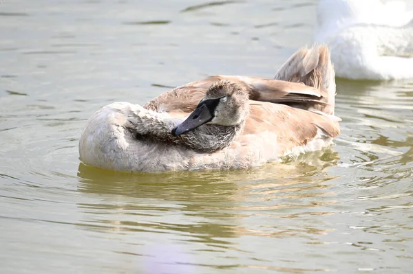 Schöne Schwäne Schwimmen Sommertagen Auf Der Wasseroberfläche Des Sees — Stockfoto