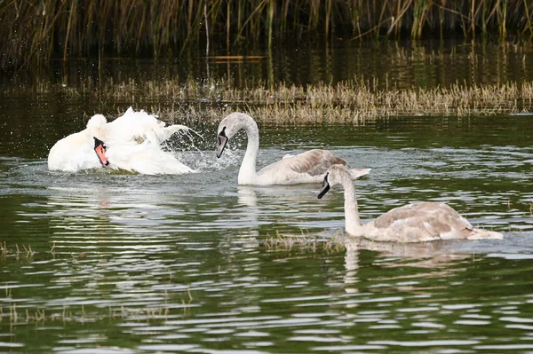 Belos Cisnes Nadando Superfície Água Lago Dia Verão — Fotografia de Stock