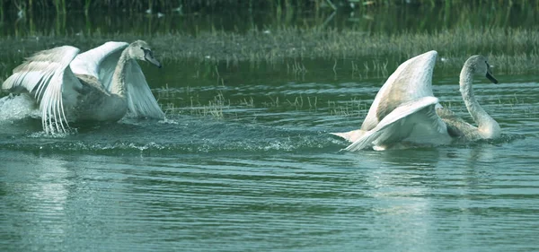 Belos Cisnes Nadando Superfície Água Lago Dia Verão — Fotografia de Stock