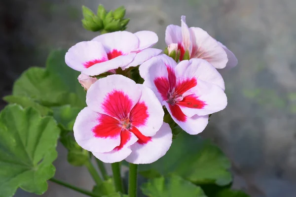 Schöne Blumen Die Sonnigen Tagen Garten Wachsen — Stockfoto