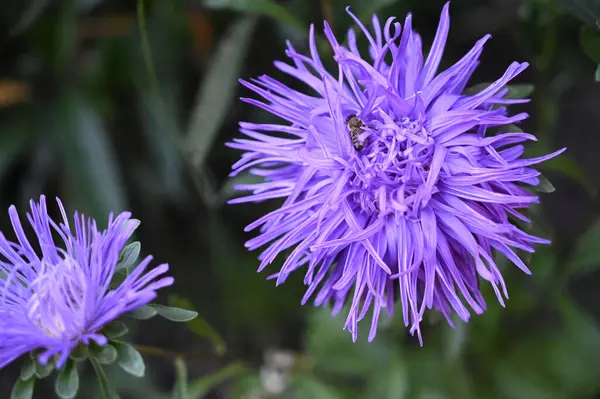 Mooie Bloemen Groeien Tuin Zomer Zonnige Dag — Stockfoto