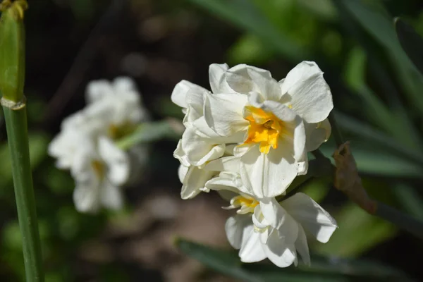 晴れた日に庭で育つ美しい花 — ストック写真