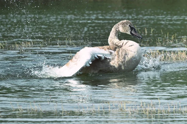 Красивый Лебедь Плавает Поверхности Озера Летний День — стоковое фото