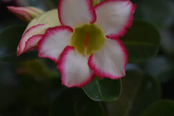 Belles Fleurs Poussant Dans Jardin Journée Ensoleillée Été — Photo