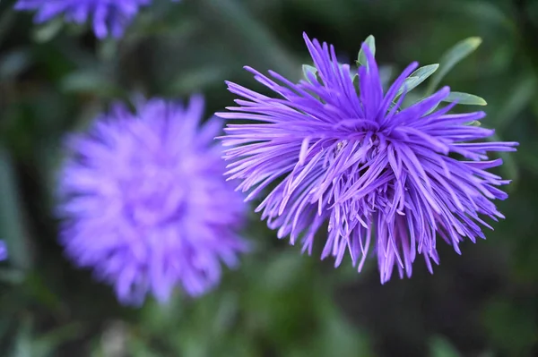 Mooie Bloemen Groeien Tuin Zomer Zonnige Dag — Stockfoto