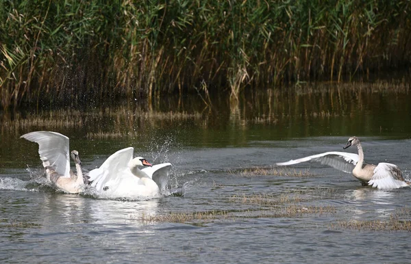 Belos Cisnes Nadando Superfície Água Lago Dia Verão — Fotografia de Stock