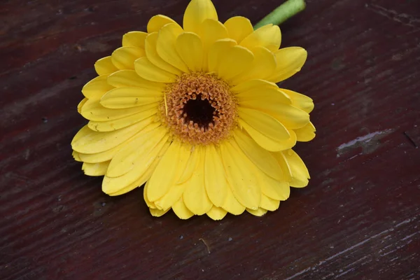 Belles Fleurs Gerbera Concept Été Vue Rapprochée — Photo