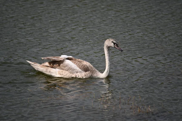 Hermoso Cisne Nadando Superficie Del Lago Día Verano —  Fotos de Stock