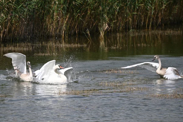 Belos Cisnes Nadando Superfície Água Lago Dia Verão — Fotografia de Stock