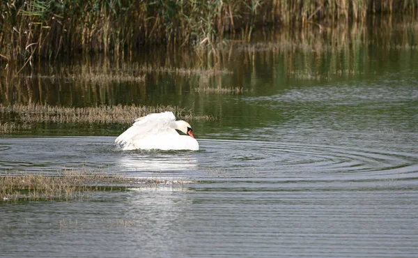 Schöner Schwan Schwimmt Sommertag Auf Der Wasseroberfläche Des Sees — Stockfoto