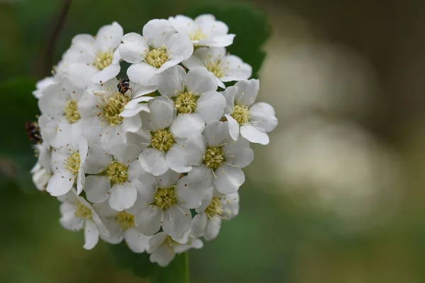 Belles Fleurs Poussant Dans Jardin Soleil Jour — Photo