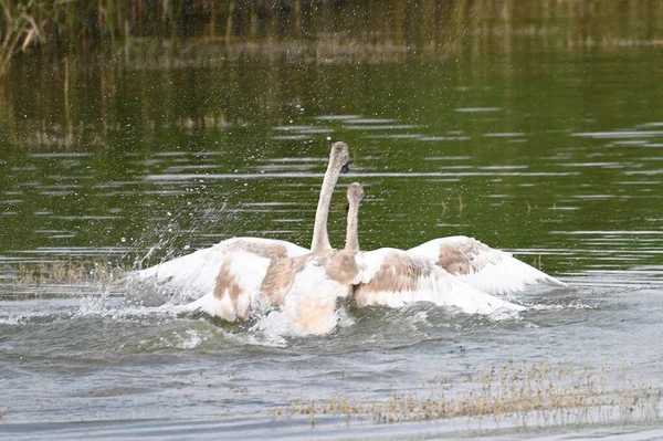 夏の日に湖の水面を泳ぐ美しい白鳥 — ストック写真