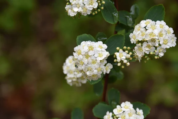 Vackra Blommor Xer Trã Dgã Rden Sommaren Solig Dag — Stockfoto