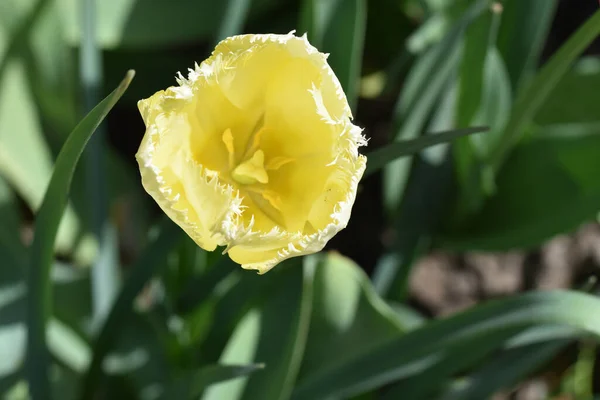 Güneşli Bir Günde Bahçede Büyüyen Güzel Çiçekler — Stok fotoğraf