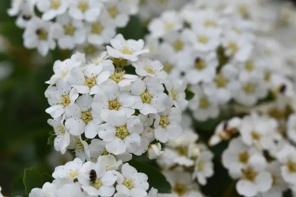 Belles Fleurs Poussant Dans Jardin Soleil Jour — Photo