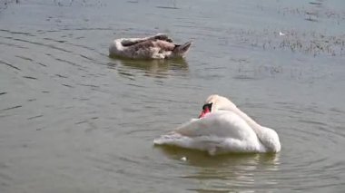 Güzel kuğular yaz günü göl suyunda yüzerler. 