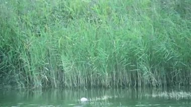 Güneşli bir günde nehir kıyısında büyüyen büyük çimlerin resimsel görüntüsü