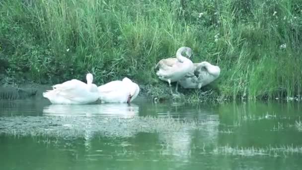 Gyönyörű Hattyúk Úszás Felszínén Nyáron — Stock videók