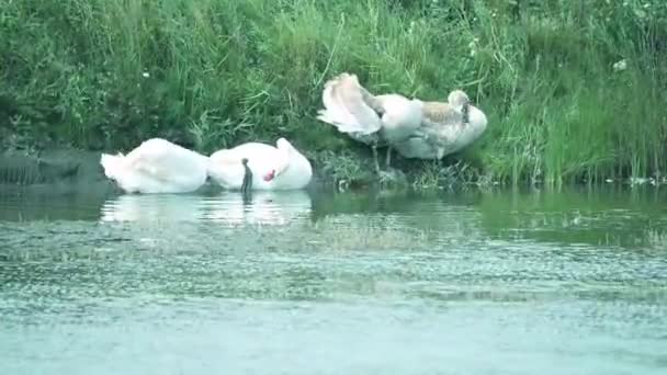美丽的天鹅在湖面上游泳 — 图库视频影像