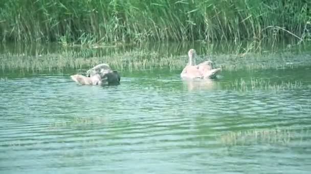 Schöne Schwäne Schwimmen Sommertagen Auf Der Wasseroberfläche Des Sees — Stockvideo