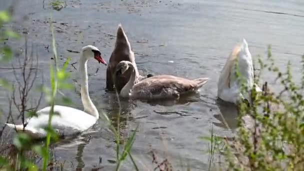 Güzel Kuğular Yaz Günü Göl Suyunda Yüzerler — Stok video