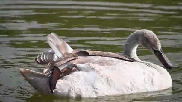 Bellissimo Cigno Che Nuota Sulla Superficie Dell Acqua Del Lago — Video Stock