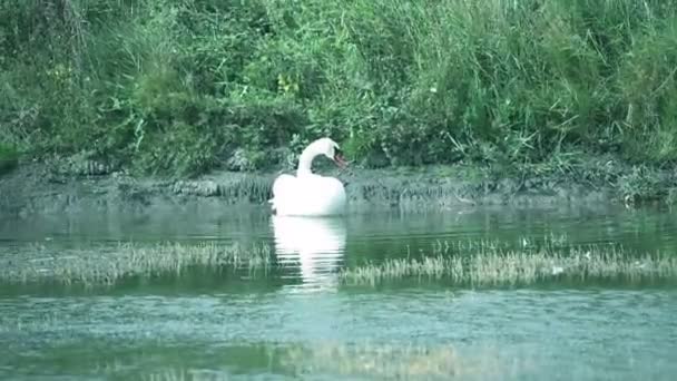 Schöner Schwan Schwimmt Sommertag Auf Der Wasseroberfläche Des Sees — Stockvideo