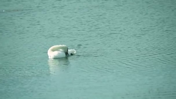 Schöner Schwan Schwimmt Sommertag Auf Der Wasseroberfläche Des Sees — Stockvideo