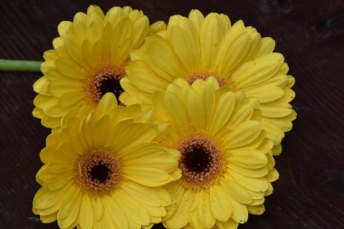 Koyu arkaplanda güzel çiçekler, yaz konsepti, yakın manzara  