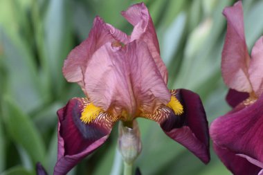 Güneşli yaz gününde bahçede büyüyen güzel irisler 