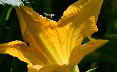 Güneşli bir günde bahçede büyüyen güzel çiçekler. 