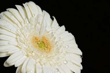 Koyu arkaplanda güzel çiçekler, yaz konsepti, yakın manzara  