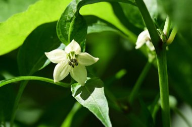 Güneşli bir günde bahçede büyüyen güzel çiçek. 