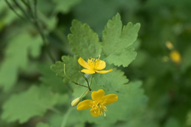 Güneşli bir günde bahçede büyüyen güzel çiçekler. 